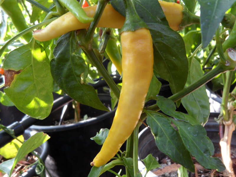 Golden_Cayenne_6