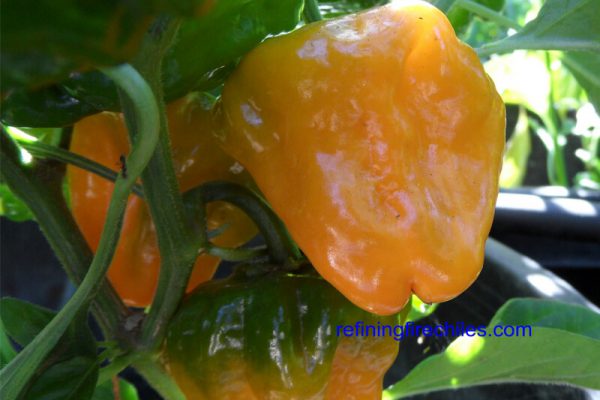 Jamacian_Yellow_Mushroom_1