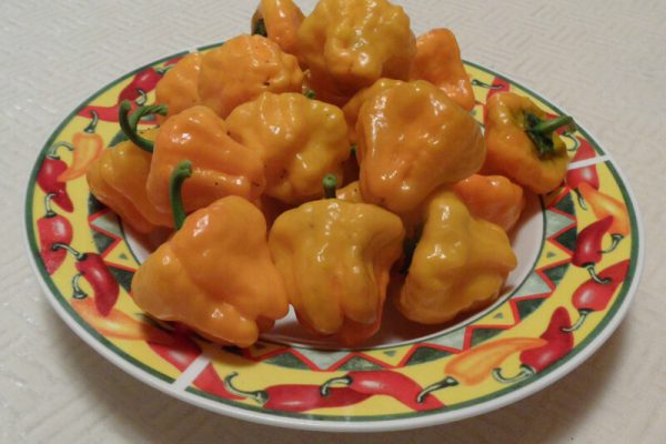 Jamacian_Yellow_Mushroom_12
