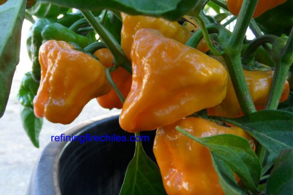 Jamacian_Yellow_Mushroom_7