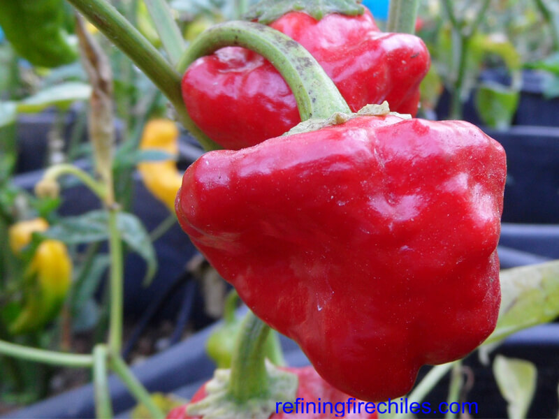 Jamaican_Red_Mushroom_11
