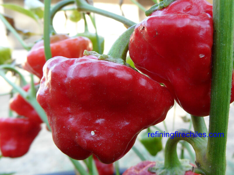Jamaican_Red_Mushroom_14