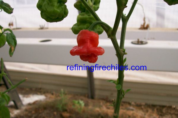 Jamaican_Red_Mushroom_2