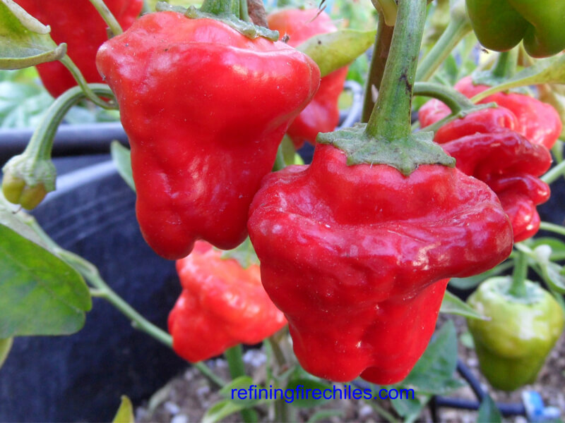 Jamaican_Red_Mushroom_8