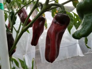 Large Sweet Antigua Pepper Seeds