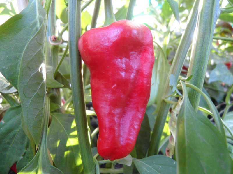Leutschauer_Paprika_6