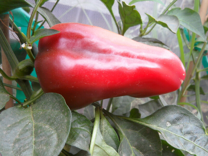 Lipstick_Pepper_4