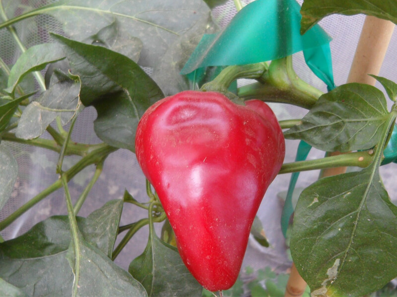 Lipstick_Pepper_5