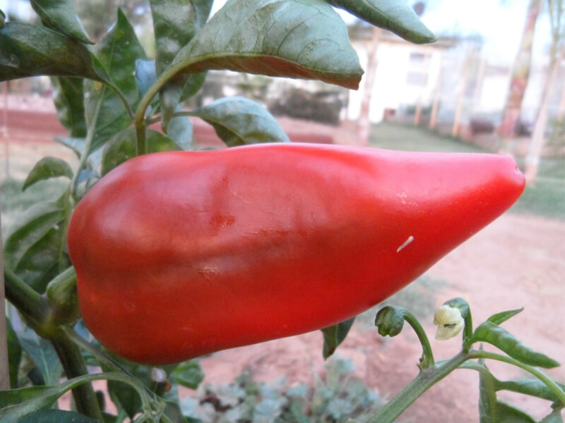 Lipstick_Pepper_6