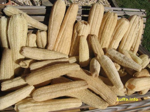 Luffa-Loofah-Loofa 10 Seeds $3.99
