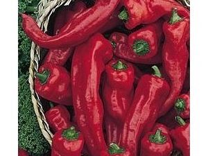 Melrose Sweet Pepper 10  Seeds