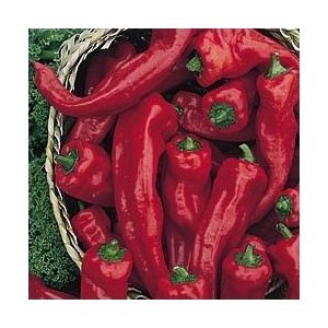 Melrose Sweet Pepper 10 Seeds