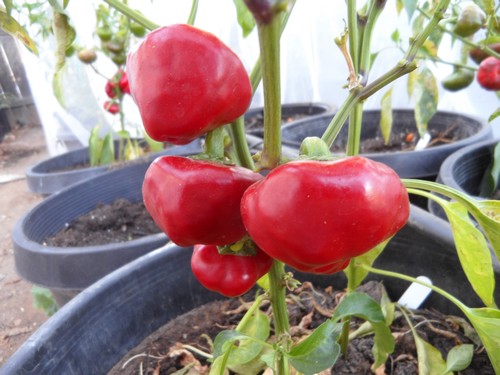Nora-Pepper-Seeds
