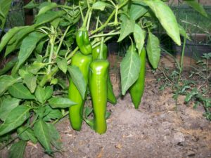 NuMex Big Jim Pepper 10  Seeds