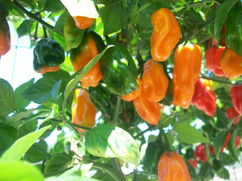 Image result for orange habanero pepper