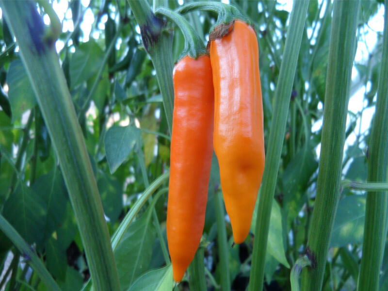 Orange_Thai_5