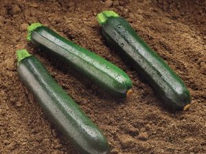 Organic Black Beauty Zucchini 25 Seeds