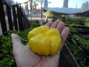 Paradicsom Alaku Seeds