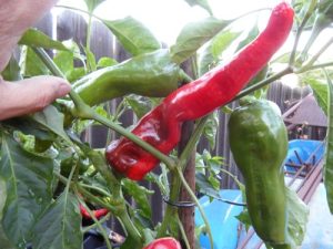 Peperoni di Senise Pepper Seeds