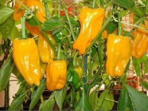 Petit Marseillais Seeds