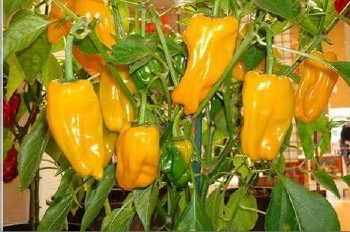 Petit Marseillais Seeds