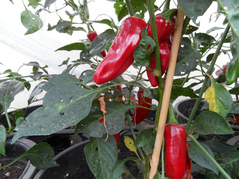 Piment_de_Espelette_2