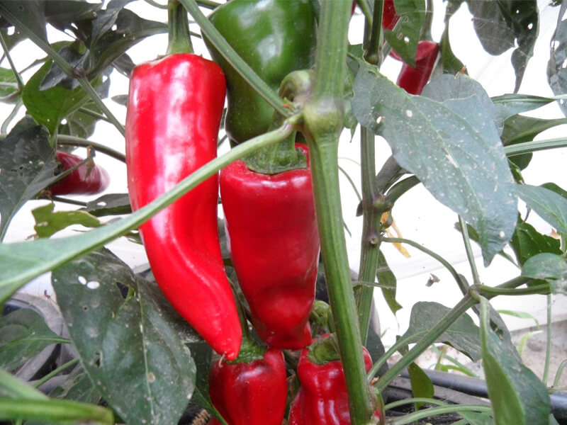 Piment_de_Espelette_4