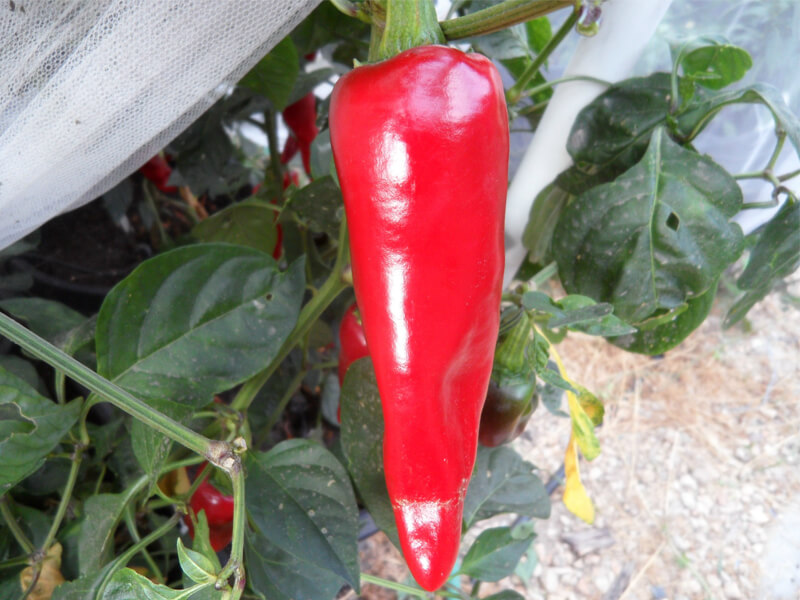 Piment_de_Espelette_9