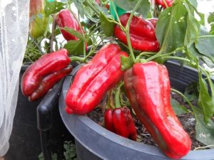 Pimiento de Arnoia Seeds
