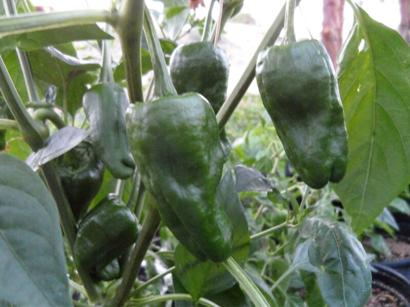 Pimiento_de_Padron_1
