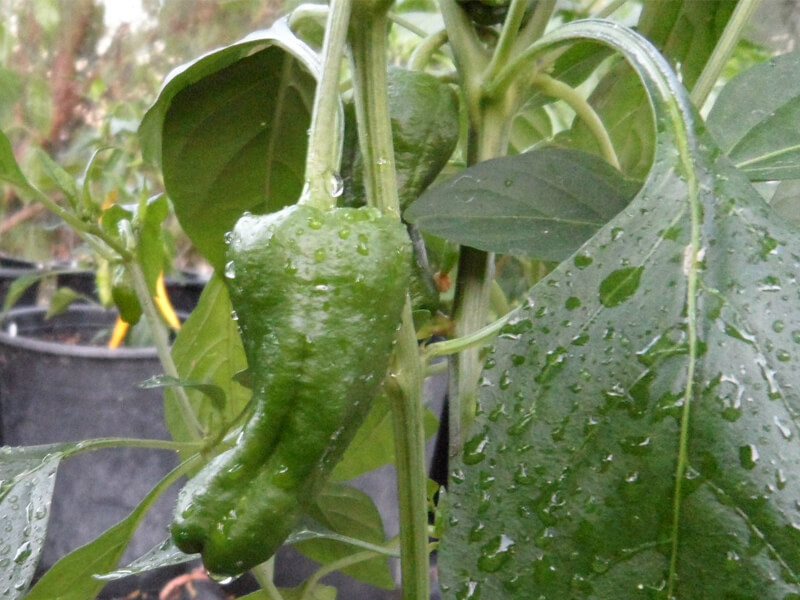 Pimiento_de_Padron_2