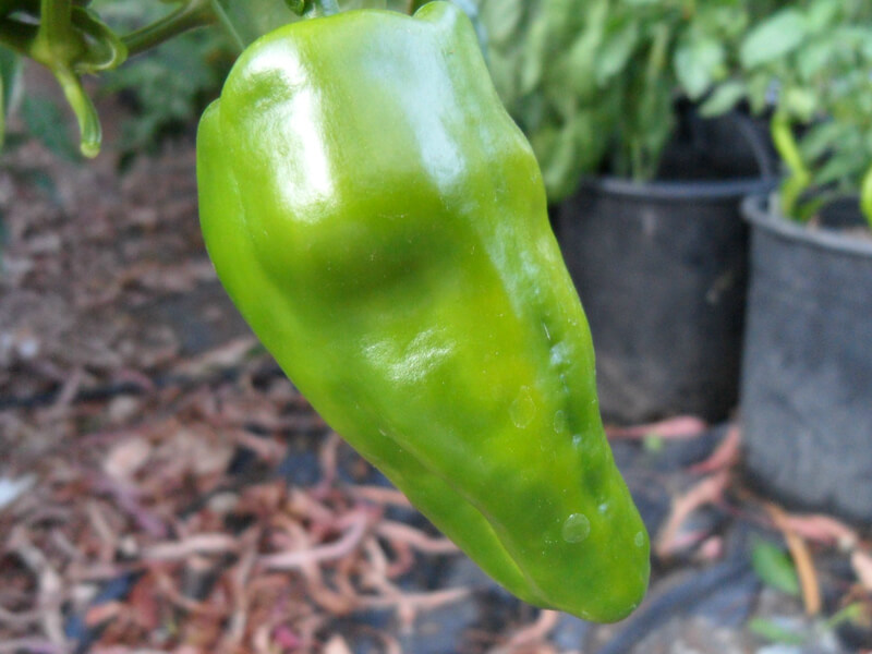 Pimiento_de_Padron_3
