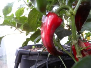 Piquillo de Lodosa Pepper Seeds