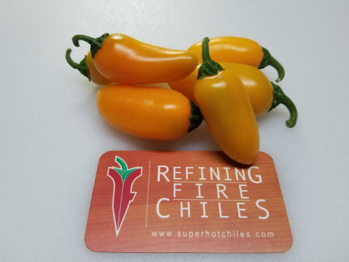 Pumpkin Spice Jalapeno Seeds