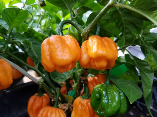 Scotch Bonnet Freeport Orange Seeds