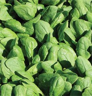 Smooth Leaf Spinach 100 seeds