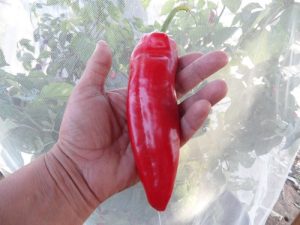 Stocky Red Roaster Pepper 10  Seeds