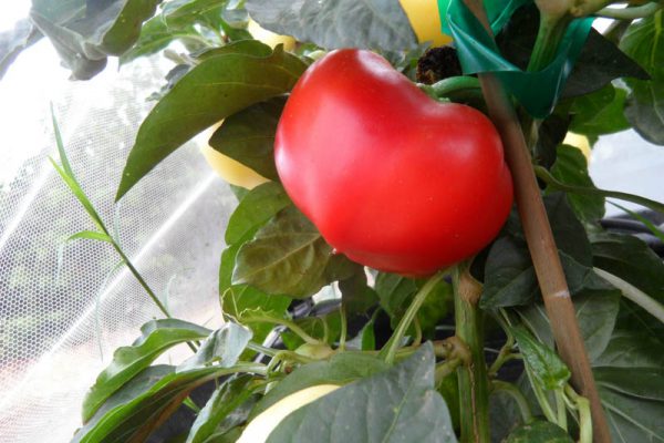 Sweet_Apple_5