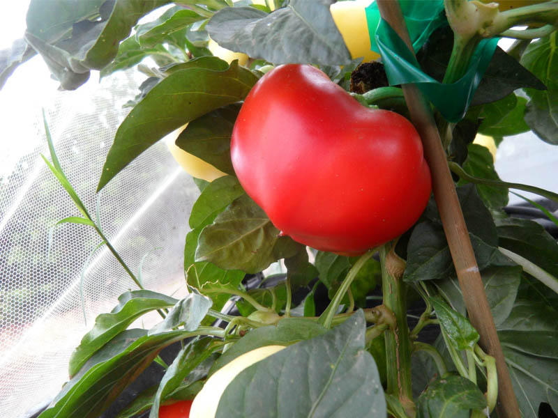 Sweet_Apple_5