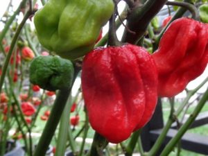 Poivre, Carolina Reaper Piquant – The Seed Company by E.W. Gaze