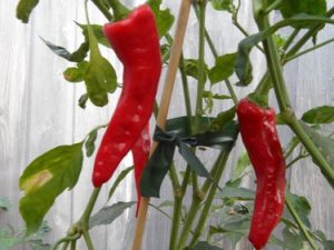 Tunisian Baklouti Pepper Seeds