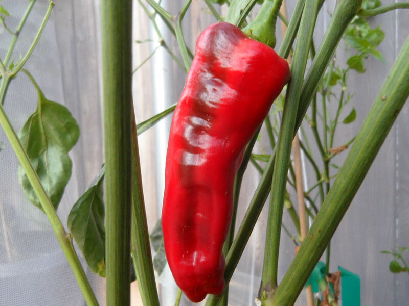 Tunisian_Baklouti_4