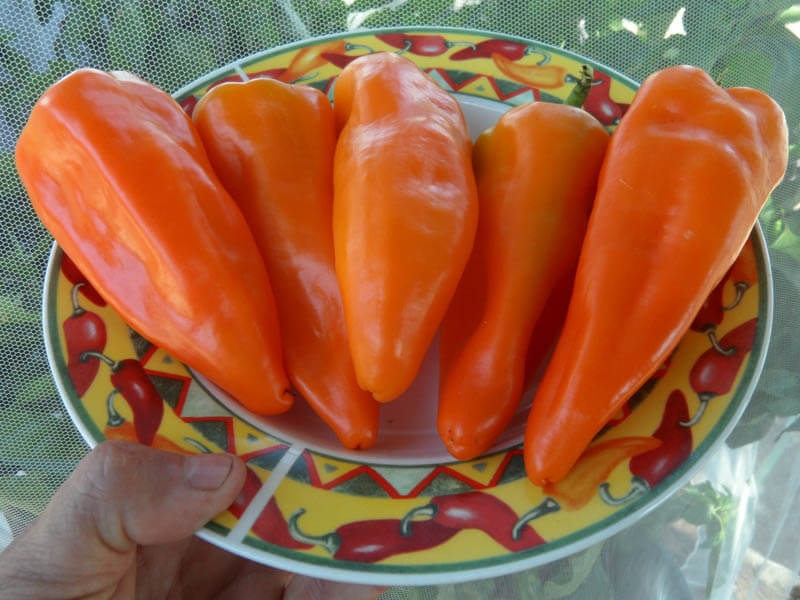 sweet_italian