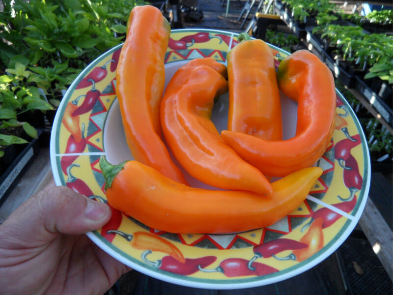 sweet_italian_2