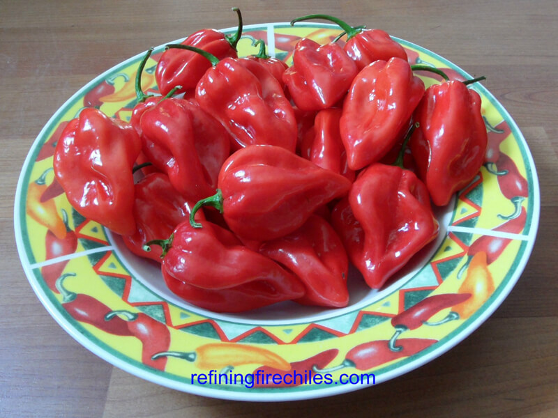 Antillais_Red_Caribbean_Habanero_6