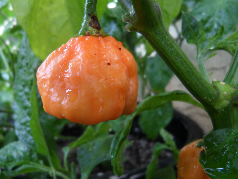 Bahamian Goat Pepper 18