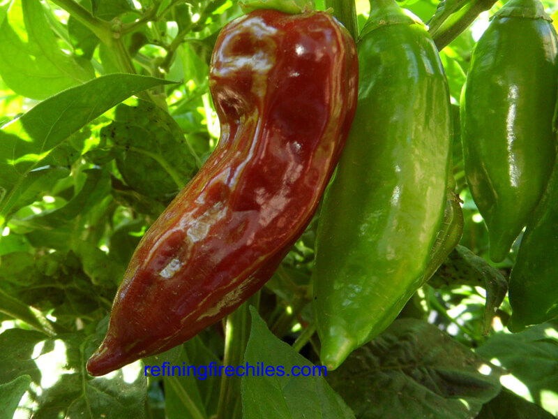 Black Habanero 6