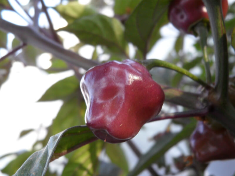 Cheiro Roxa 3