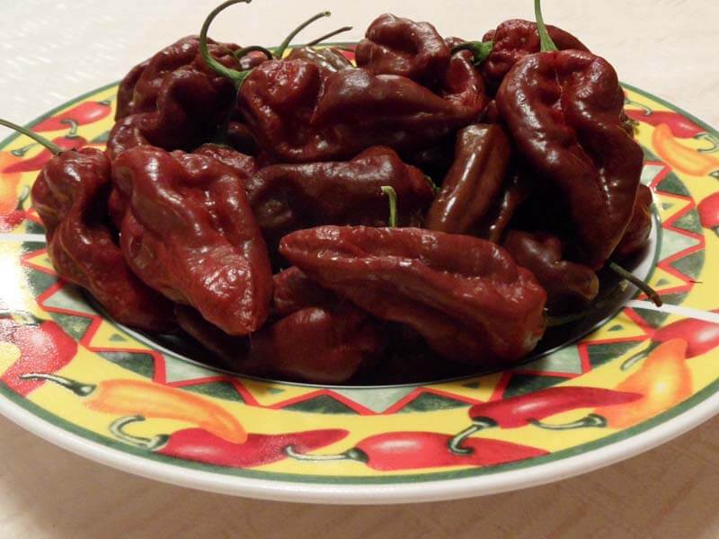 Chocolate Devils Tongue 12