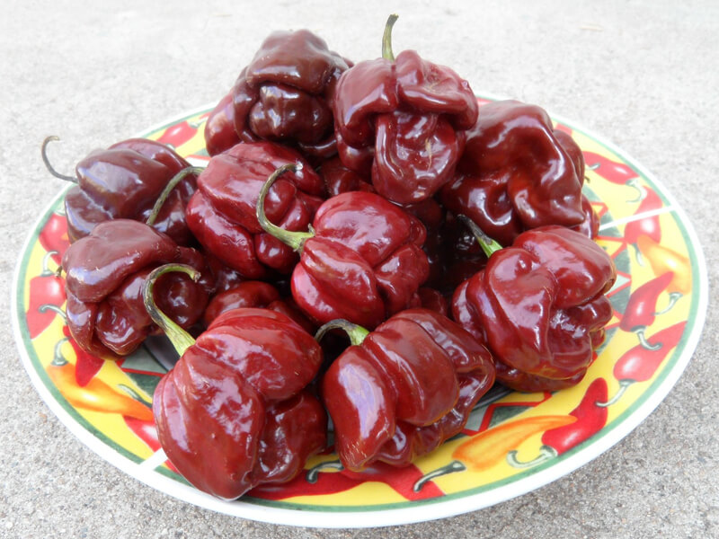 Chocolate Scotch Bonnet 1